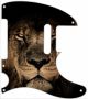 African Lion - Vintera '50s Tele