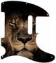 African Lion - 8 Hole NPS Tele