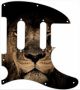 African Lion - Tele Nashville