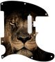 African Lion - American Elite Tele