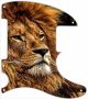 African Lion 4 - Tele Esquire