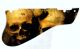 Ancient Skulls