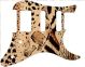 Animal Pattern