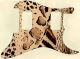 Animal Pattern