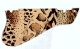 Animal Pattern