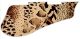 Animal Pattern