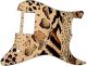 Animal Pattern