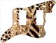 Animal Pattern