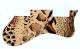 Animal Pattern