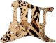 Animal Pattern