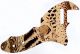 Animal Pattern