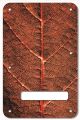 Autumn Leaf