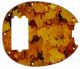 Autumn Maples