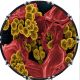 Bacteria 2