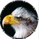 Bald Eagle 1