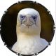 Bird Stare 1