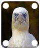Bird Stare 1