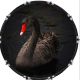Black Swan 1