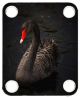 Black Swan 1