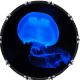 Blue Jelly Fish