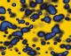 Blue Blotch on Yellow