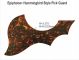Epiphone Acoustic - Brown Mix Tortoise Pickguard