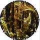 Camouflage Rain Forest 1