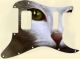 Cat 1