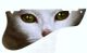 Cat 1