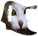 Cat 1