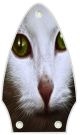 Cat 1