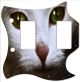 Cat 1