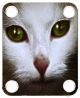 Cat 1