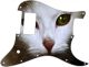 Cat 1