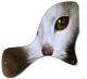 Cat 1