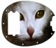 Cat 1