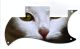 Cat 1