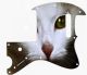 Cat 1
