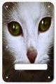 Cat 1