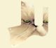 Cat 2