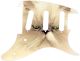 Cat 2