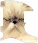 Cat 2 - Avril Lavigne Tele