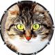Cat 3