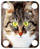 Cat 3