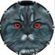 Cat 4