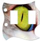 Cat Eye