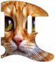Cat Eyes 1 - 8 Hole Tele