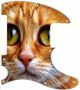 Cat Eyes 1 - Avril Lavigne Tele