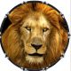 Cat Lion 2