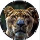 Cat Lion Dark